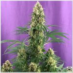 18- Seguimiento marihuana LEC Criti-13: Cosechado 8º semana de floración