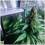 19- Cultivar marihuana con LEC: Primeras impresiones de Toni13