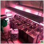 4- Abonando con Cyco fertilizantes – Cultivo de marihuana medicinal