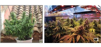 Cultivo de interior marihuana y cultivo de exterior marihuana