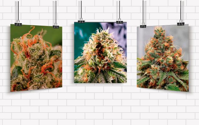 Galería Cannábica: Maravillas cannábicas, fotografías de mariuhana, fotos de marihuana