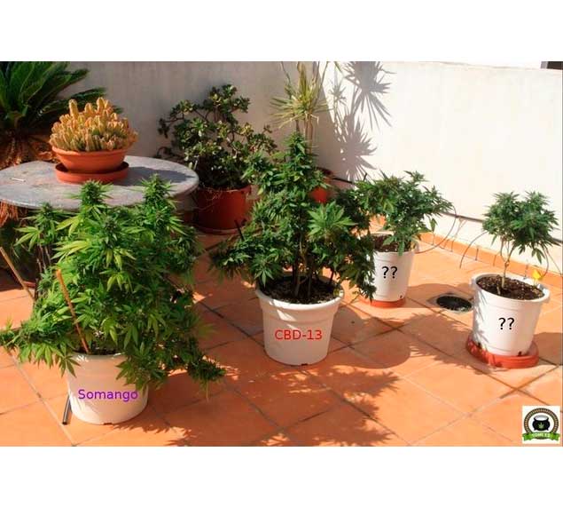 Seguimiento de cultivo de cannabis exterior