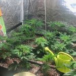 9- Trasladamos las plantas de marihuana al armario de floración