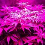 Pequeño Cultivo de marihuana bajo consumo LED Indoor Black DOG