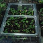 Cuándo y cómo pulverizar las plantas de marihuana