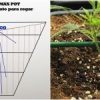 Cómo regar con maceta radicular plantas de marihuana