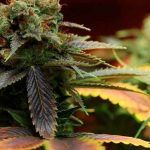 9 curiosidades de la marihuana que seguro que no conoces