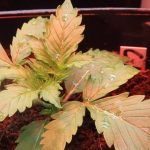 Cómo cultivar variedades autoflorecientes de marihuana en exterior o interior