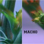 Cómo diferenciar una planta de marihuana macho de una planta hembra