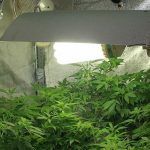 Cómo prevenir plagas y hongos en cultivos de marihuana