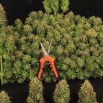 Cuándo y cómo cosechar marihuana. Cómo hacer la manicura y curar la planta