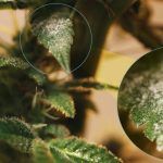 Semillas de marihuana resistentes a la humedad (especial norte de España)