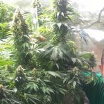 Cultivo marihuana LEC Low Cost con luminaria de 315W
