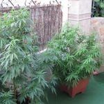 Cómo elegir la variedad de marihuana para el cultivo