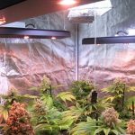 LEC+LED (Técnica de optimización lumínica para cultivos de marihuana)