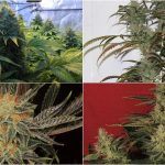 Cómo abonar plantas de marihuana con éxito sea cual sea tu fertilizante