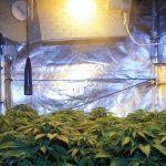 Cómo colocar y utilizar un ventilador grande en cultivos de marihuana