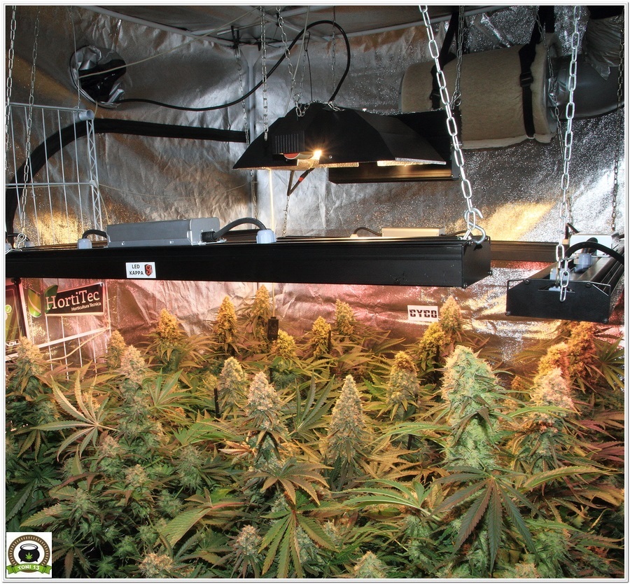 La mayor producción en un cultivo de marihuana realizada por toni13-Parte II-2