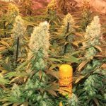 La mayor producción en un cultivo de marihuana realizado por Toni13 – Parte I