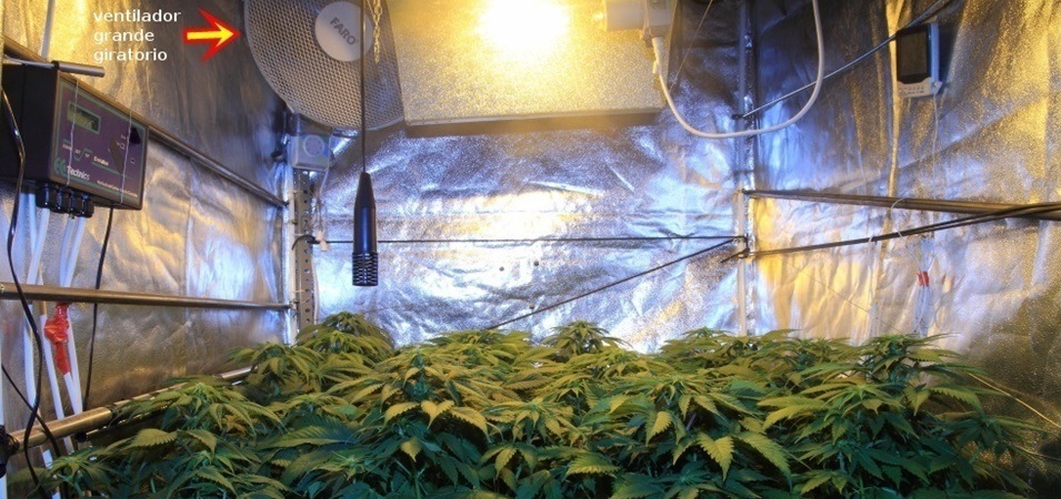 Cómo utilizar un ventilador grande en los cultivos de marihuana.