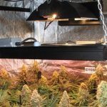 La mayor producción en un cultivo de marihuana realizada por Toni13 – Parte II