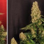La mayor producción en un cultivo de marihuana realizada por toni13 – Parte V