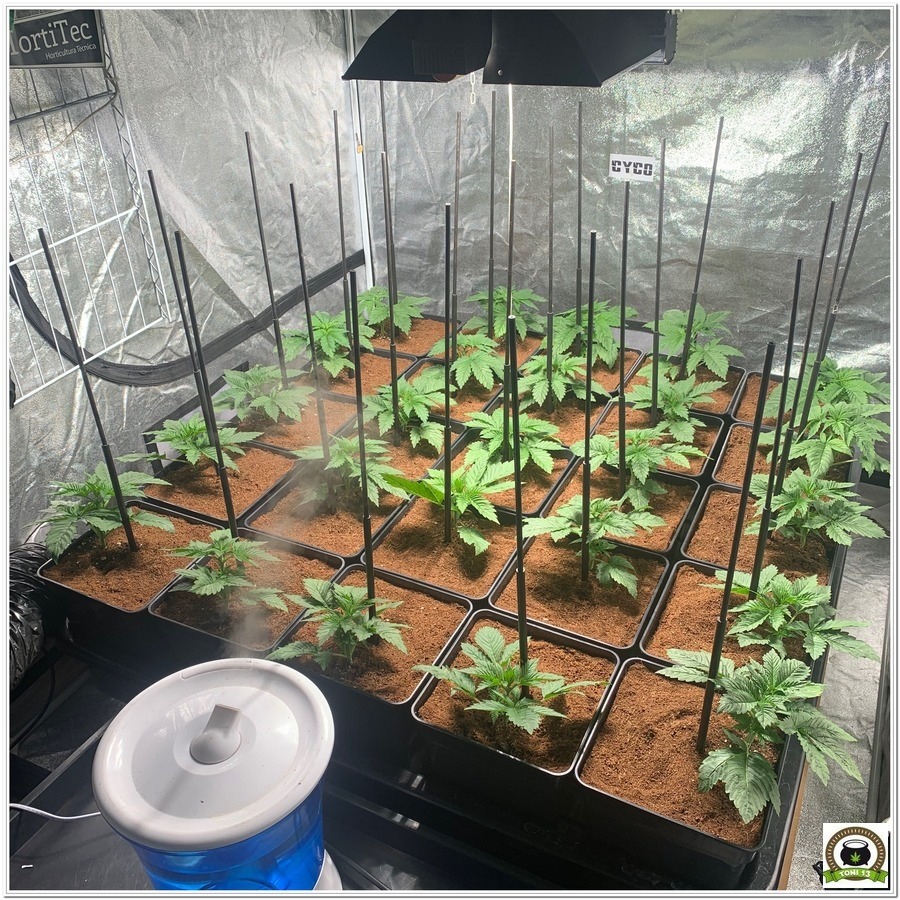 trasplante de plantas de cannabis interior led lec