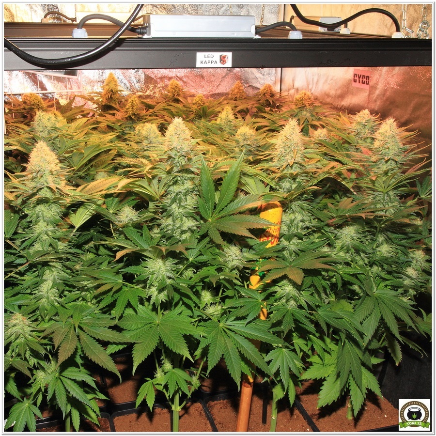 Cultivo indoor marihuana led lec solux