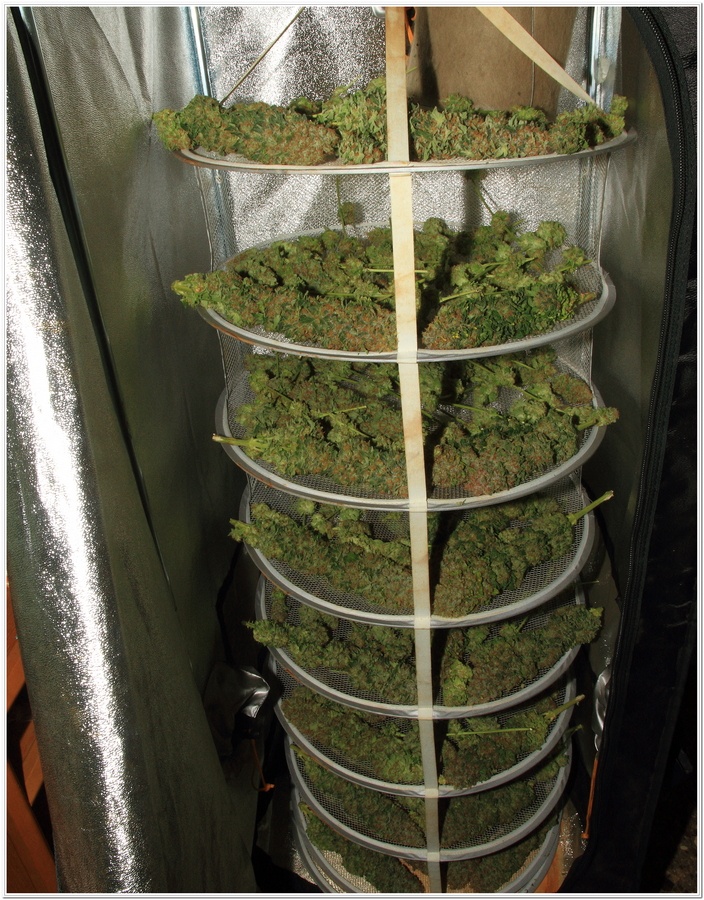 cultivo interior marihuana dos metros LED LEC 5