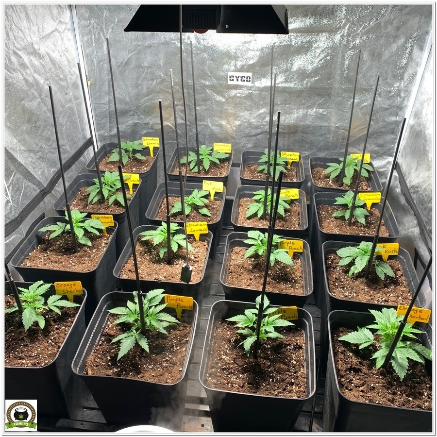 barney´s farm marijuana indoor grow
