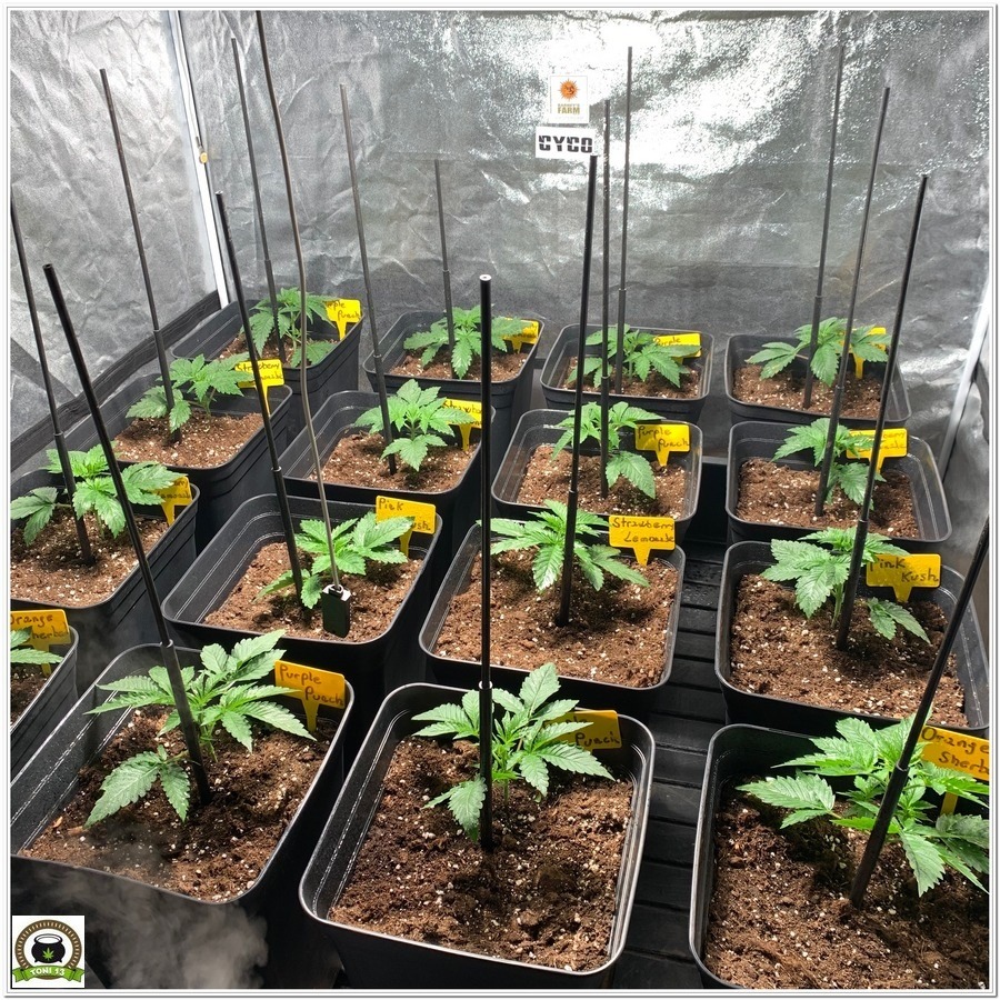barney´s farm marijuana indoor grow 2