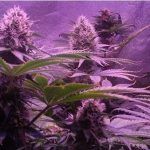 Cultivo de marihuana extremo en verano e interior by Bafy