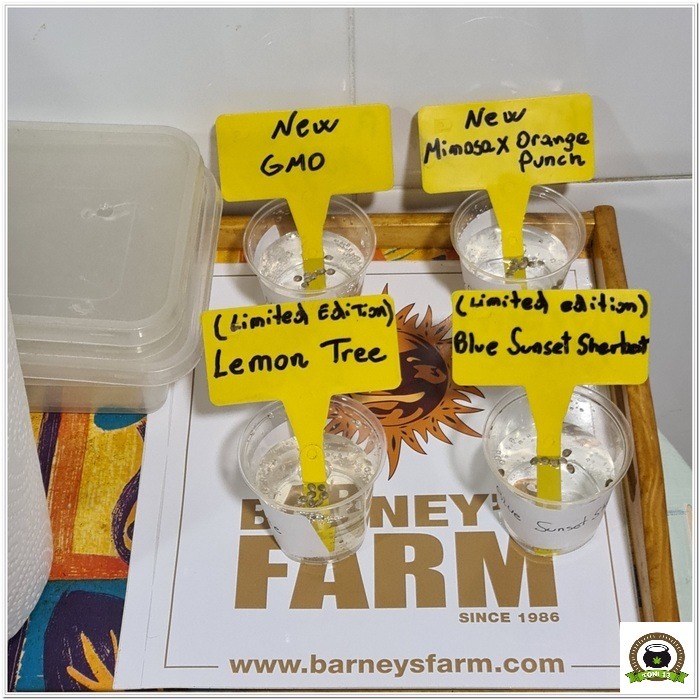 Barney`s Farm y Toni13: Lemon Tree, GMO, Mimosa x Orange Punch y Blue S.S-1