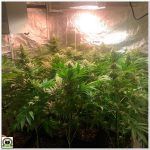 15- Seguimiento marihuana LEC Criti-13: 6º semana de floración del cultivo