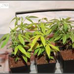 2- Plan de nutrición y primeros días de vida de las plantas de marihuana
