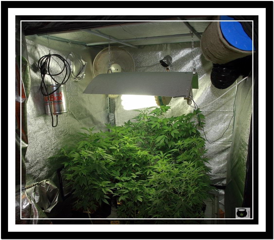 sublimador de azufre en armario de marihuana en crecimiento