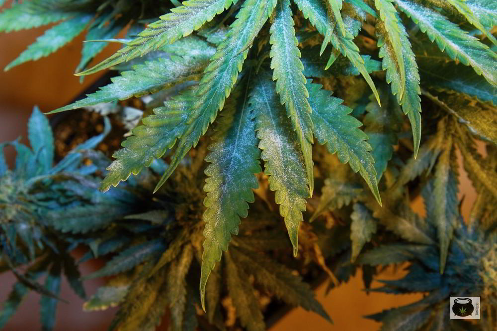 Oídio en hojas de plantas de marihuana en cultivo de interior