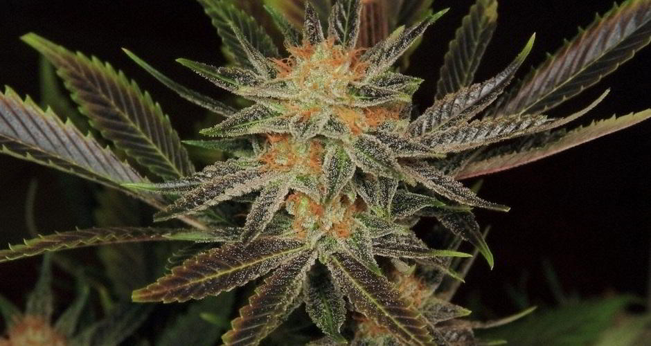 Planta de marihuana con plan de cultivo adecuado en floración