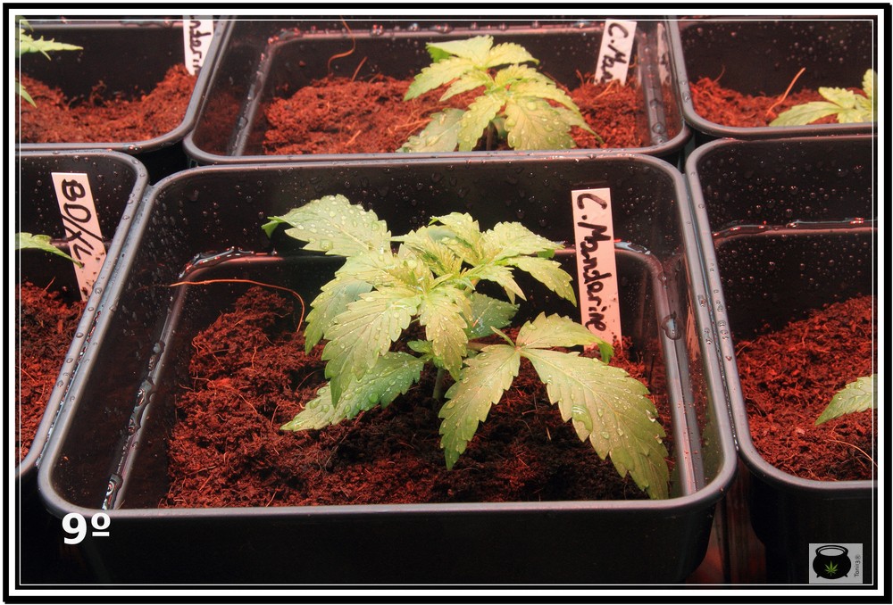 Planta de marihuana antes del trasplante: Cómo y cuándo trasplantar la planta de marihuana paso a paso