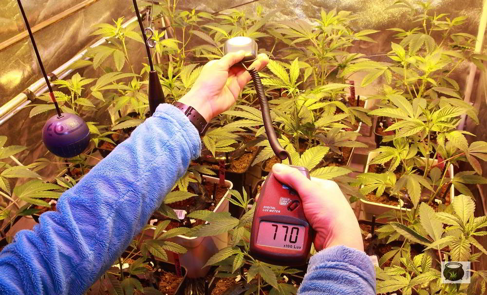 luxometro en cultivo de marihuana
