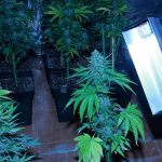 Oídio en plantas de marihuana – Qué es, prevención y solución