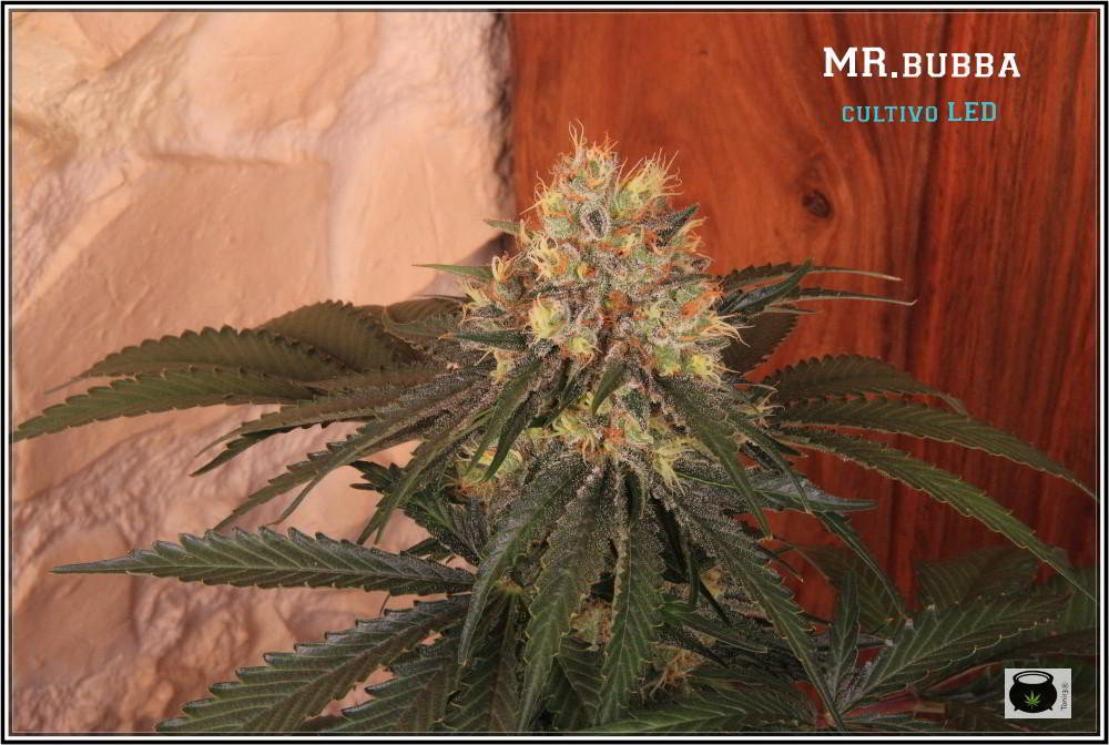 14- 19-7-2013 Variedad de marihuana Mr. Bubba 5