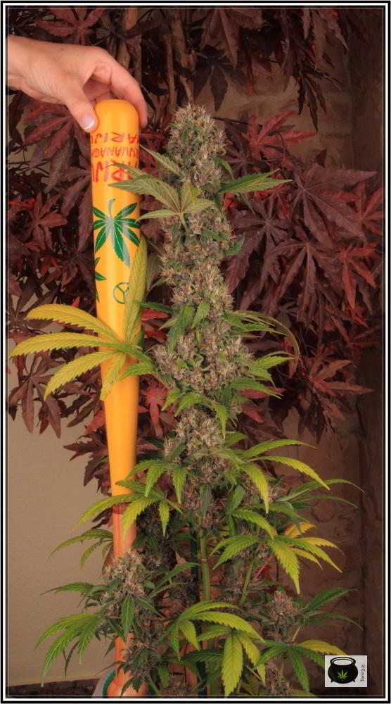 14- 19-7-2013 Variedad de marihuana Mr. Bubba 3