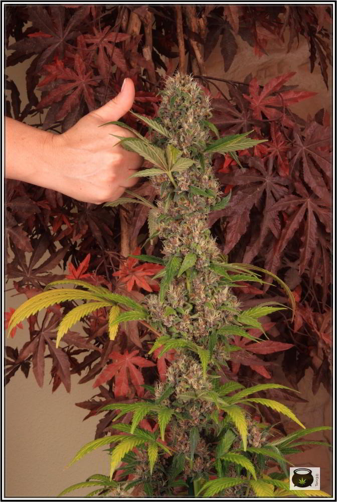 14- 19-7-2013 Variedad de marihuana Mr. Bubba 2