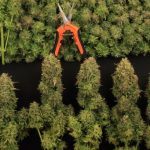 Cómo y cúando cosechar, hacer la manicura y curar la marihuana de nuestro cultivo