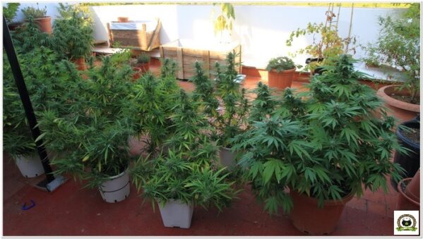 contaminación lumínica marihuana