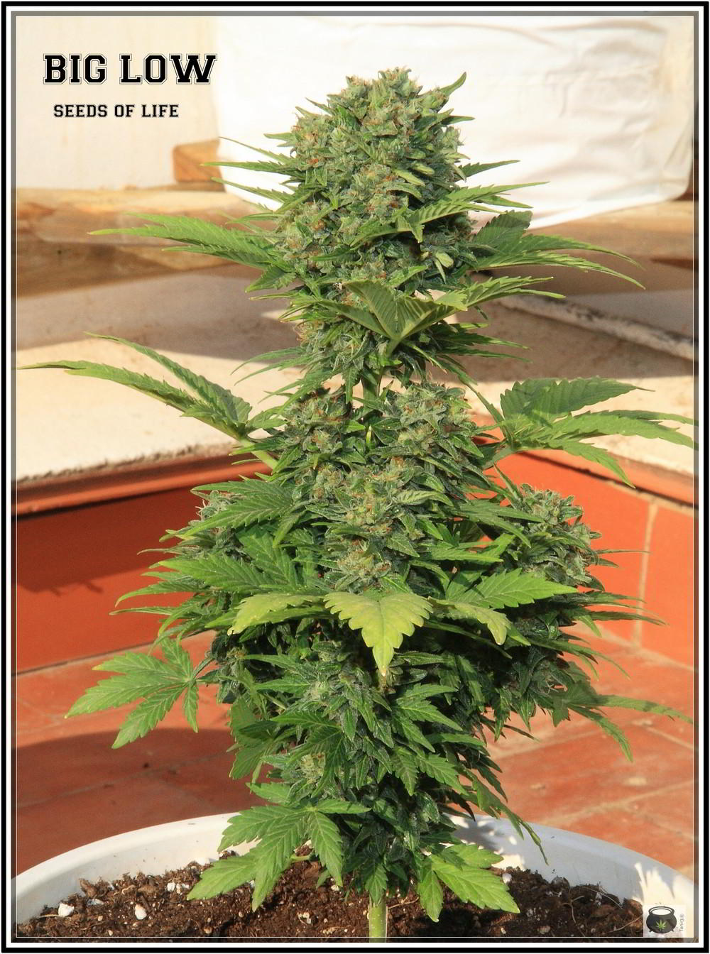 8- 9-7-2013 Añorando el cultivo de marihuana en exterior 2