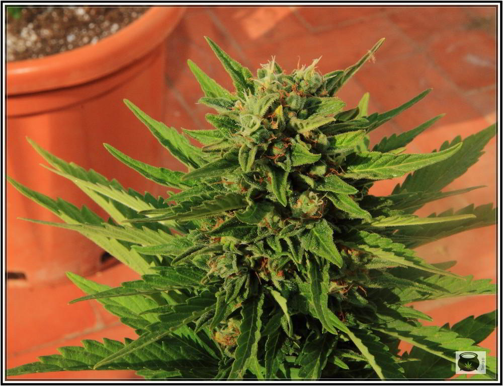 8- 9-7-2013 Añorando el cultivo de marihuana en exterior 3