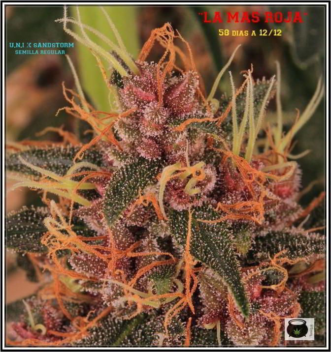 12- 17-7-2013 La variedad de marihuana más roja, EXPLOSIÓN de colores 1