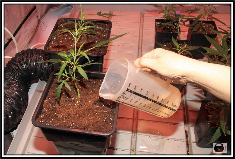 regando plantas de marihuana en contenedores rectangulares negros de marihuana